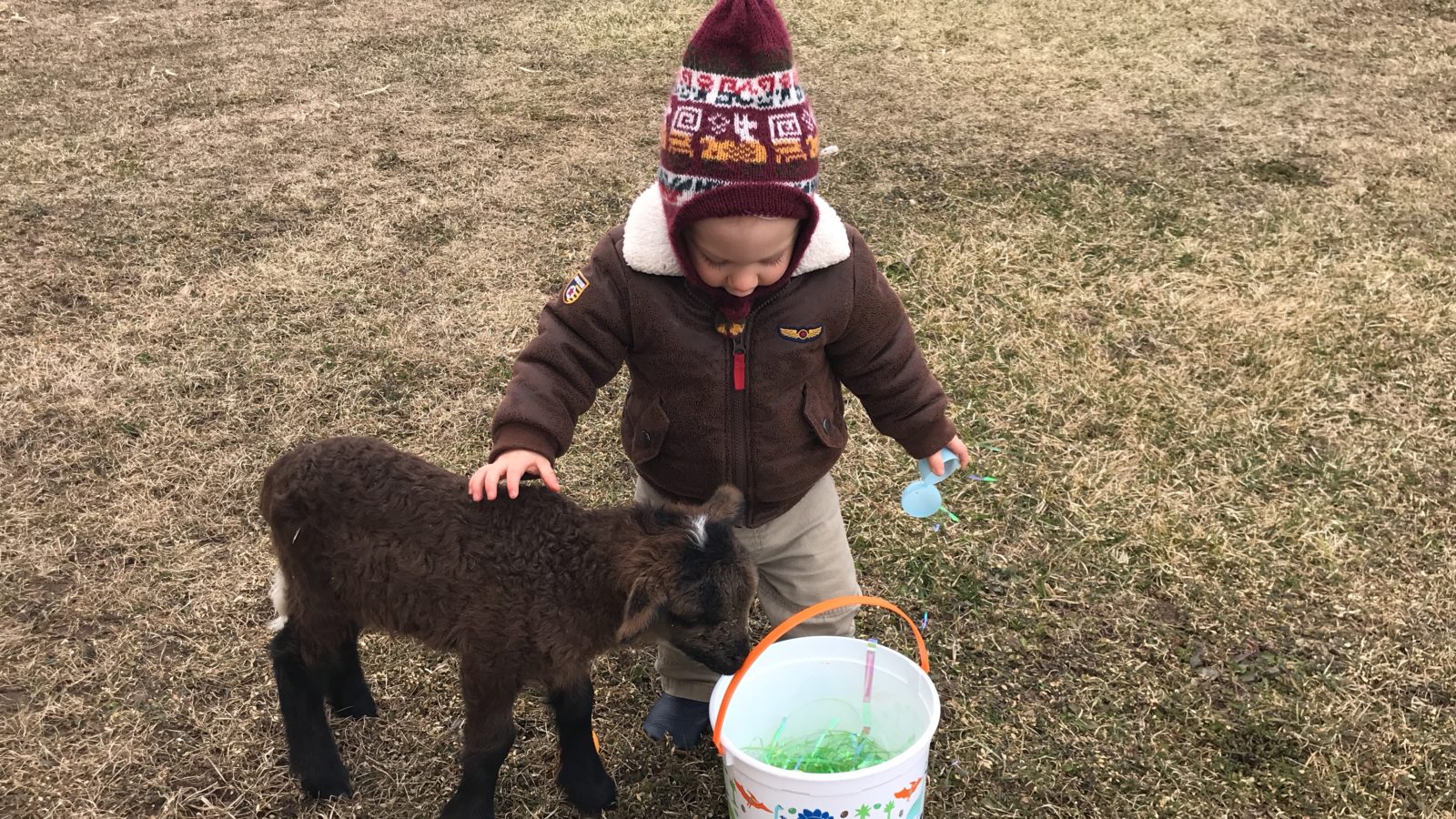 Raising Bottle Lambs Do’s and Don’ts