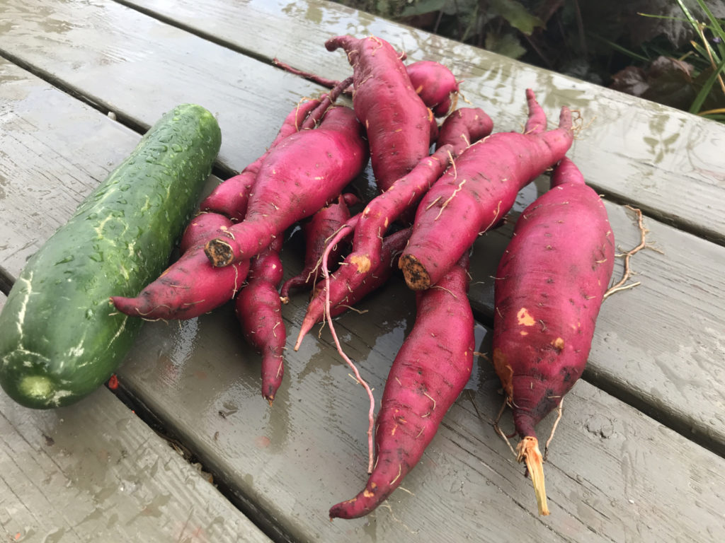 Cucumber is for size reference. I did not edit the color of these! Beautiful red-purple color!