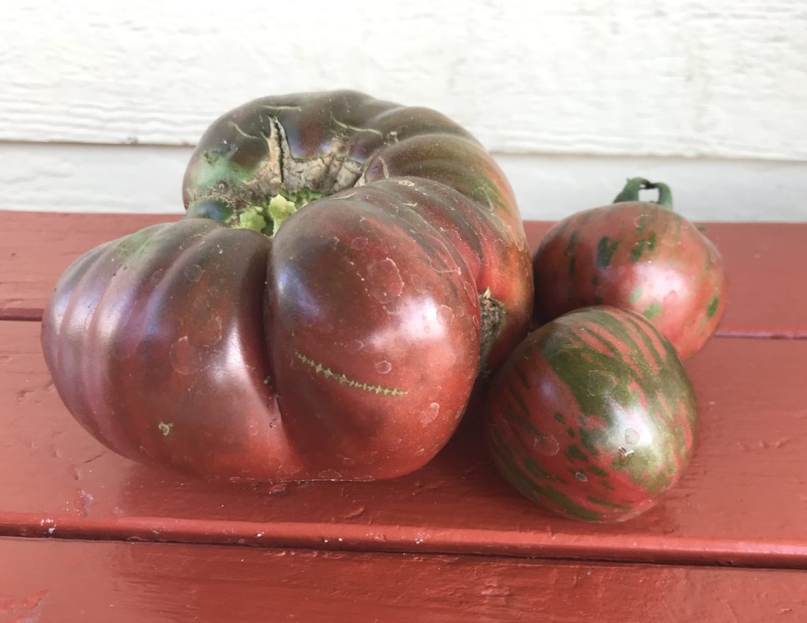 Purple Cherokee and black vernissage tomato