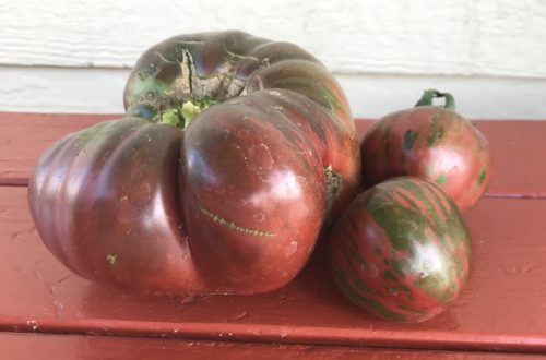 Purple Cherokee and black vernissage tomato